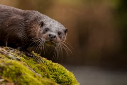 As a wildlife photographer, being up above my subject is generally pretty darn useless. I want to be at eye level and that often means getting down low.