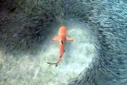 Behind the Image: Black-tip Reef Shark, Claudia Pogoreutz