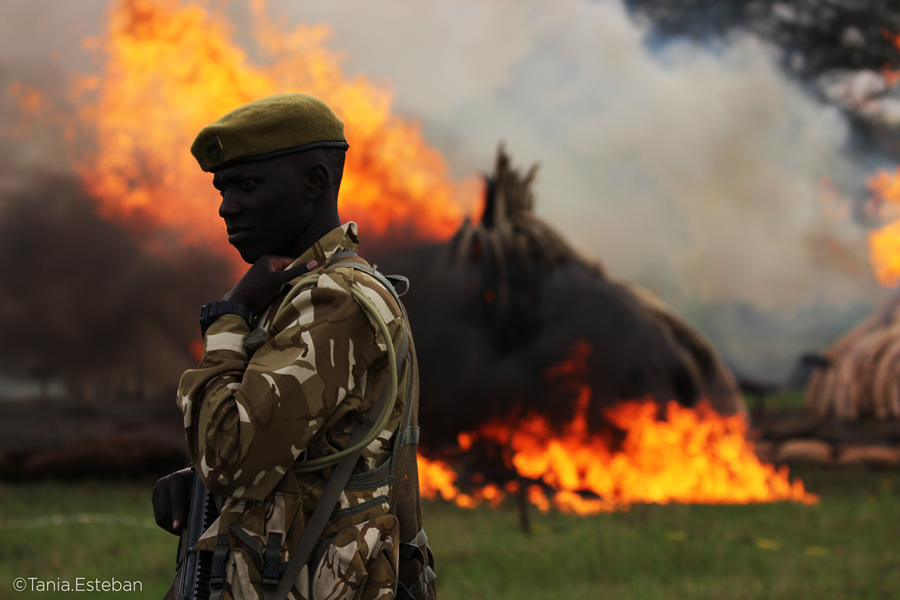 Behind the Shoot: “A Lion’s Tale” – Wildlife Documentary 