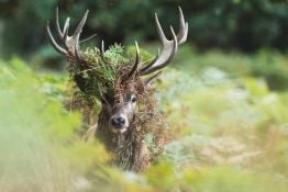 Photographing Wildlife in London Parks