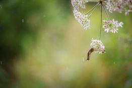 Telling Stories with Macro Photography