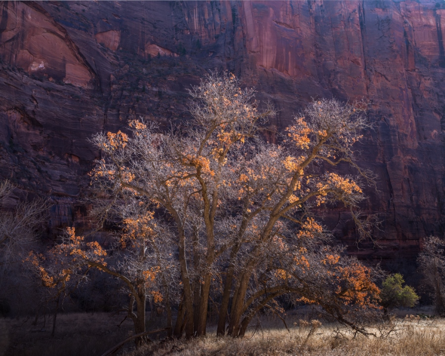 Wait for the Opportune Moment | Landscape Photography in Zion National Park