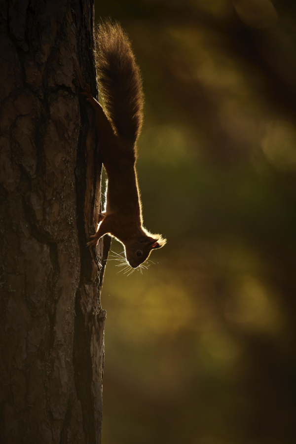 Ellie Rothnie uses high-key and low-key lighting to produce creative wildlife photographs in-camera 