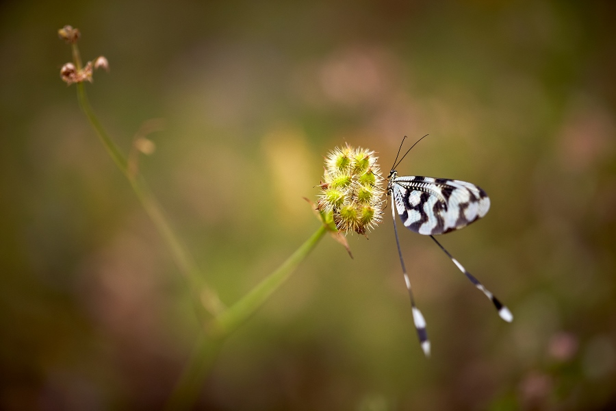 7 tips for shooting stunning wildlife macro photos