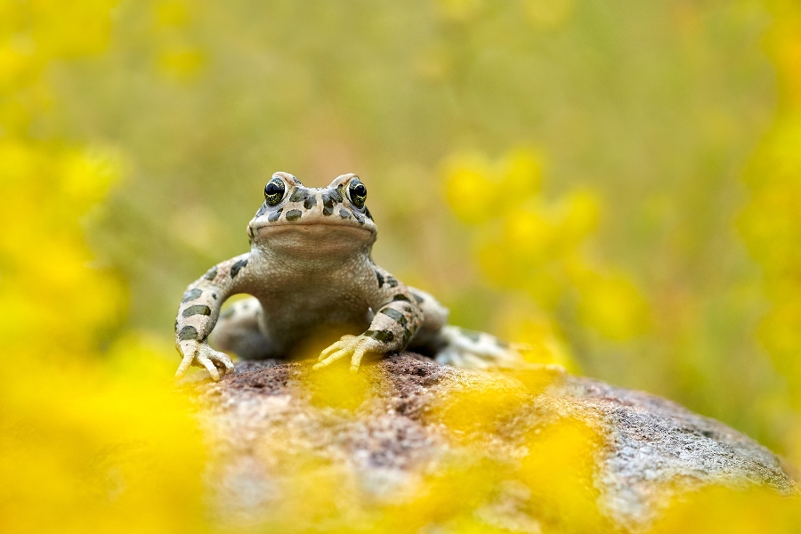 7 tips for shooting stunning wildlife macro photos