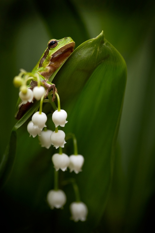 7 tips for shooting stunning wildlife macro photos