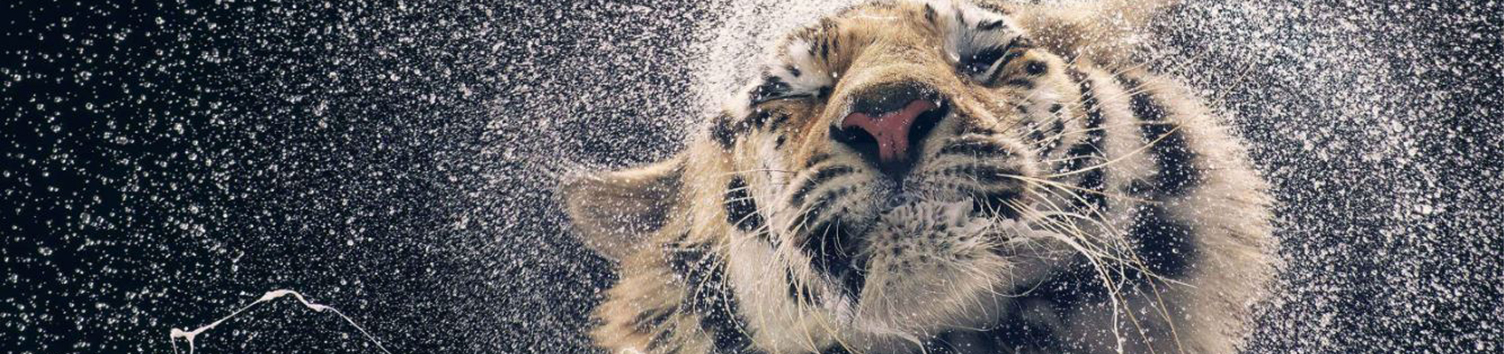 © Wex Photo Video flach top.jpg