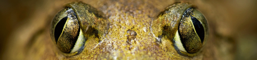 © Wex Photo Video macro_tips_tricks_top.png