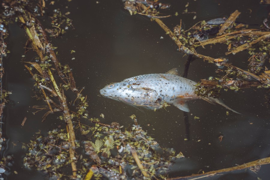 A photo of a dead fish floating in murky contaminated waters