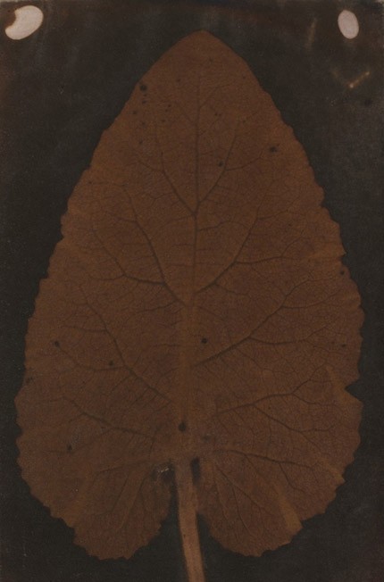  The Quillan Leaf, by Sarah Anne Bright