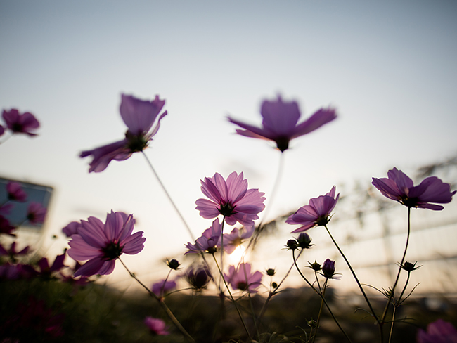 Sigma 20mm f1.4 sample image